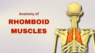 Rhomboid Muscles Anatomy  Extrinsic Back Muscles  Doctor Speaks [upl. by Anatsirhc]