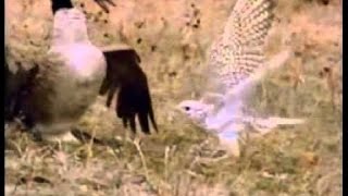 Falcon Kills a full grown Canadian goose [upl. by Hendrix446]