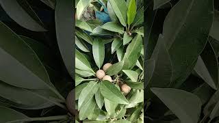 Sapodilla tree [upl. by Idnod195]