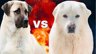 Great Pyrenees vs KangalKangal vs Pyrenean Mountain Dog [upl. by Corvese991]