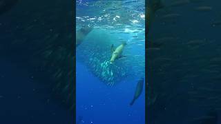 Sardine run season is here 🐟 diving baja bajacalifornia ocean underwater mexico [upl. by Airtemak63]