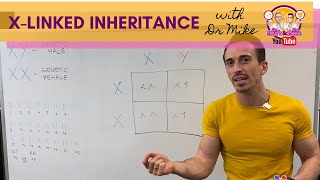 Xlinked Inheritance and Punnett Squares [upl. by Pressman352]