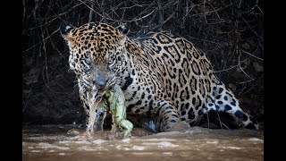 Pantanal North and South  Discover COMPLETE PANTANAL a trip that visits both sides of the Pantanal [upl. by Patten146]