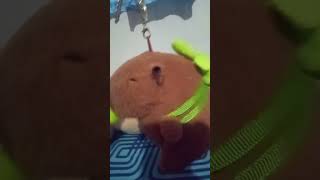 XD carpincho capybara [upl. by Lacee644]