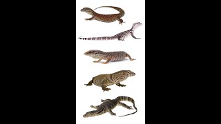 5 Best Pet Monitor Lizard Species monitorlizards edushorts [upl. by Pesvoh]