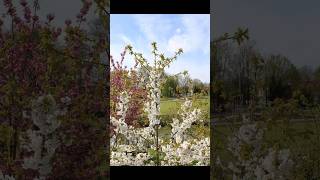 Bloesemfotos blossom bloesem lentenseason2023 lente spring flowers [upl. by Nahamas]