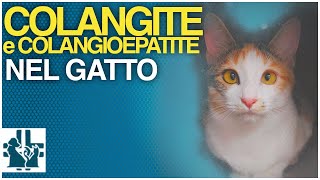 Colangite o colangioepatite nel gatto [upl. by Haianeb]