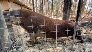 Talking Hogs and why you NEVER trust a boar [upl. by Cheng]