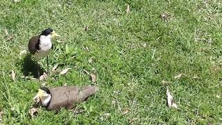 PLOVER BABIES and WILD DUCK BABIES  TWEED VALLEY AUSTRALIA [upl. by Cristiano]