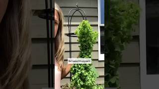 Here’s how I grew the tallest lettuce plant in the world from one tiny seed🥬garden lettuce seed [upl. by Cinda]