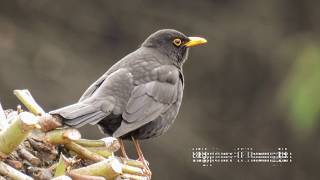 Alpine Choughs Sounds [upl. by Ezra]