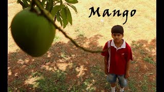 Mango  Children Hindi Short film [upl. by Nawed499]