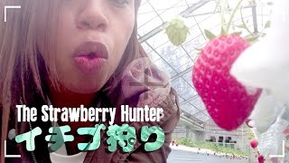 イチゴ狩り 日本のフルーツって美味しすぎ！ STRAWBERRIES AllYouCanEat Japan [upl. by Enialem826]