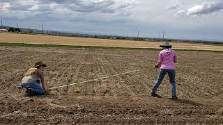 Fungicide seed treatments for root rot in lentil [upl. by Amaris]