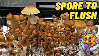 Spore To Flush  All In One Mushroom Bag  Complete Beginners Guide To Growing Mushrooms [upl. by Solana]