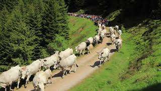 Transhumance en Bethmale 2019 larrivée des vaches Gasconnes au cirque de CampulsAriège [upl. by Olaf]