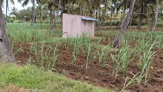 5 acre 14 gunte farm land sale near Srirangapatna 15 km bannur 8 km for acre 65 laksh 9611154959 [upl. by Liw]