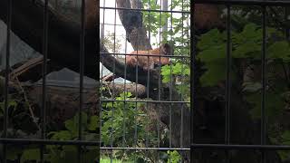 CARPATHIAN LYNXES AT NEWQUAY ZOO  PART ONE shorts zoo animals nature lynx [upl. by Annav514]