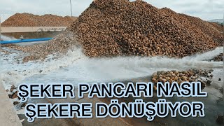 PANCARIN ŞEKERE DÖNÜŞÜMÜ [upl. by Tumer]