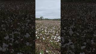 Cotton fields in Alabama cotton alabama cottonfarming [upl. by Eseuqcaj]