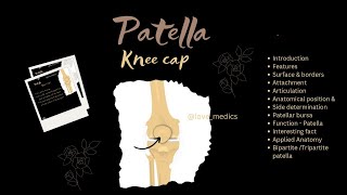 Patella knee cap Anatomy features surface amp borders wow facts Applied anatomy lovemedics [upl. by Lil354]