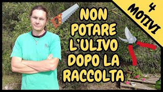 Perchè ❌ NON POTARE ❌ lULIVO dopo la RACCOLTA delle olive ottobre  novembre  Tutorial Potatura [upl. by Nero834]