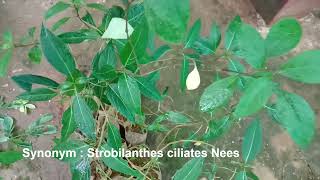 Nilgirianthus ciliatus  Bengal Kurinji Medicinal and Flowering Plant [upl. by Adnirual]