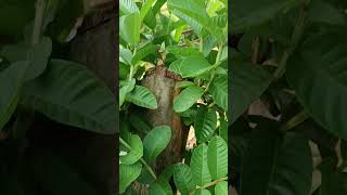 PollardingGuava plantpruning techniquecutting a trees branches back to the trunk [upl. by Nihs]