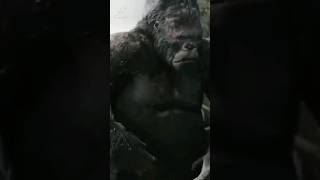 Why do gorillas beat their chest gorilla animals wildlife [upl. by Giza279]