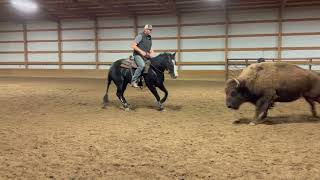 Boon Doc Bailey  2021 AQHA Black Rabicano Reined Cow Horse Mare  2 [upl. by Eenobe]