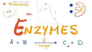 Enzymes  Catalysts  Structure amp Function  Biochemistry 🧪 [upl. by Ahsaetan]