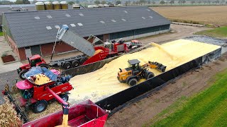 Combining Corn and making of Corn Cob Mix CCM  CASE IH 8250  650hp Stade grinding mill  Rovers [upl. by Lilith]