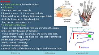 Median nerve and carpal tunnel [upl. by Ahseat]