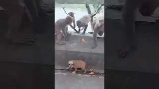 কুকুর আর বানরের যুদ্ধ । Dog amp Monkey Funny Video । monkeyfunnyvideo greatsoul funnyvideo [upl. by Eeleak263]