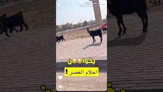 معز بالشارع😂🐐 باور فيرفول فايروس فايروسباور شونق راكانوريان جيشالتوام شونقبونق [upl. by Adnaloy795]