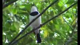 Platysteira cyanea brownthroated wattleeye [upl. by Deva389]