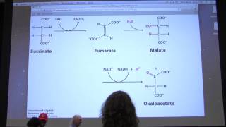 28 Kevin Aherns Biochemistry  Citric Acid Cycle II [upl. by Yrolg]