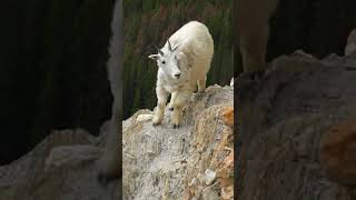 Have you ever seen a Mountain Goat animals canada wildlife [upl. by Ahsinit]