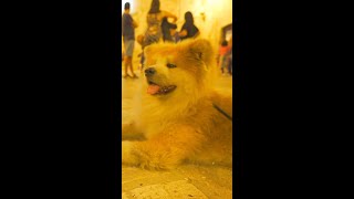 The cutest Akita dog Please check the longer version from the channel below ⇩⇩ [upl. by Brouwer]