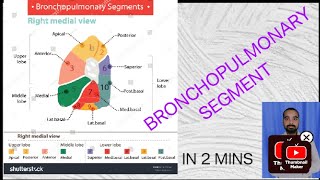 BRONCHOPULMONARY SEGMENT LEC IN ONE SHOTS anatomy medical pharmacology [upl. by Dott]