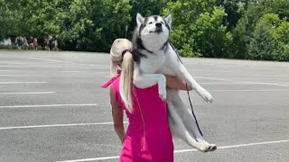 The Worlds funniest HUSKY 😁 Funny Dogs Video 2024 [upl. by Karon]