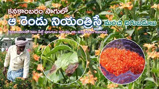 Crossandra Farming Flowers Farming  కనకాంబరం సాగులో ఆ రెండు నియంత్రిస్తే మంచి దిగుబడులు [upl. by Ecnedac]