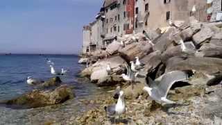 Rovinj i galebovi [upl. by Ahsaeit182]