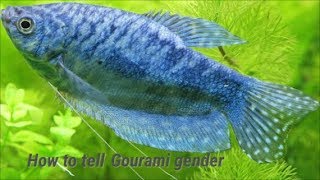 How to tell gourami gender telling male and female gouramis apart [upl. by Doersten]