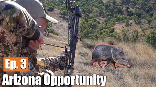 HUNTING JAVELINA WITH A BOW Arizona Opportunity Hunt Ep 3 [upl. by Anos395]