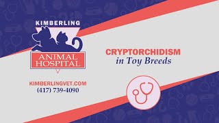 Cryptorchidism in Toy Breed Dogs [upl. by Norman542]