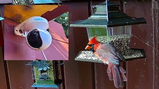 Ontario Bird Feeder Live Stream  HD 20241110 morning [upl. by Antipas]