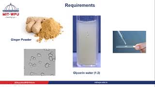 Measurement of diameter of starch grain [upl. by Waterman59]