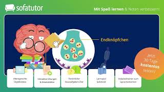 Nervenzelle – Bau und Funktion einfach erklärt – Biologie 9 amp 10 Klasse [upl. by Lyall]