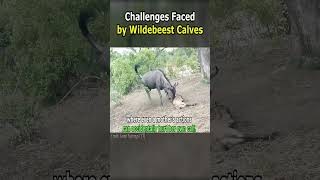 Challenges Faced by Wildebeest Calves [upl. by Keen930]